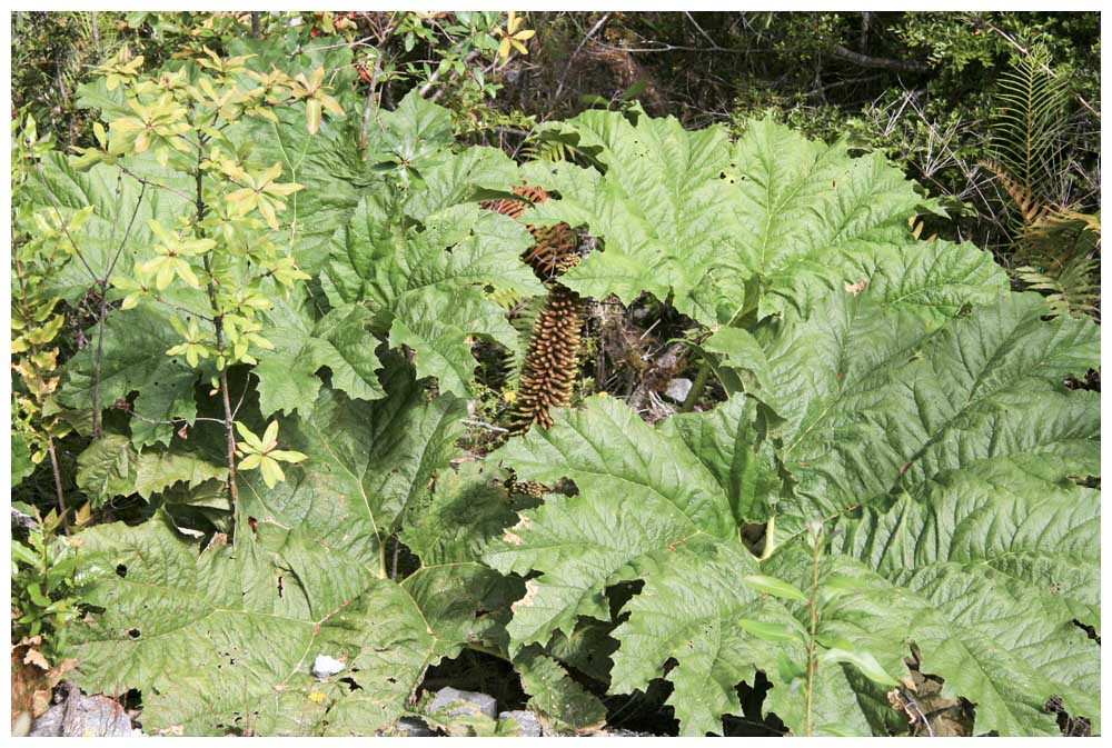 Gunnera tinctoria, Nalca, Mammutblatt