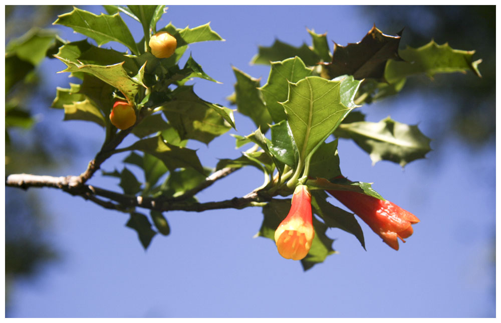 Desfontainia spinosa, Taique