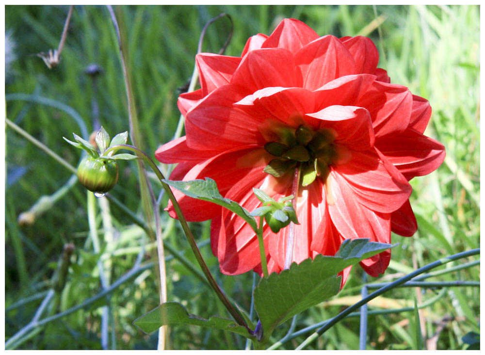 Geum magellanicum