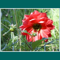 Geum magellanicum