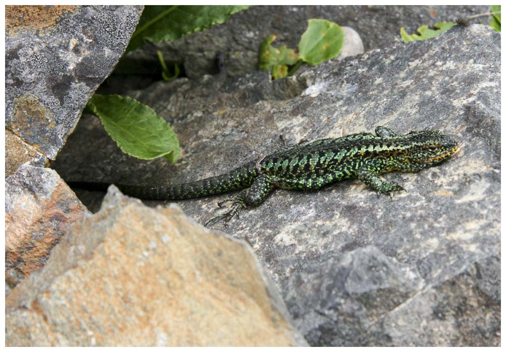 Erdleguan - Liolaemus pictus 