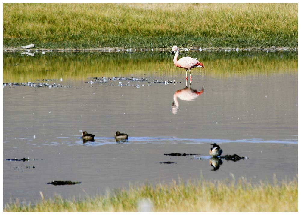 Phoenicopterus chilensis, Flamenco austral, Chileflamingo