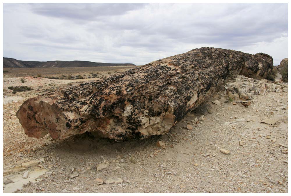  Versteinerte Wälder bei Jaramillo