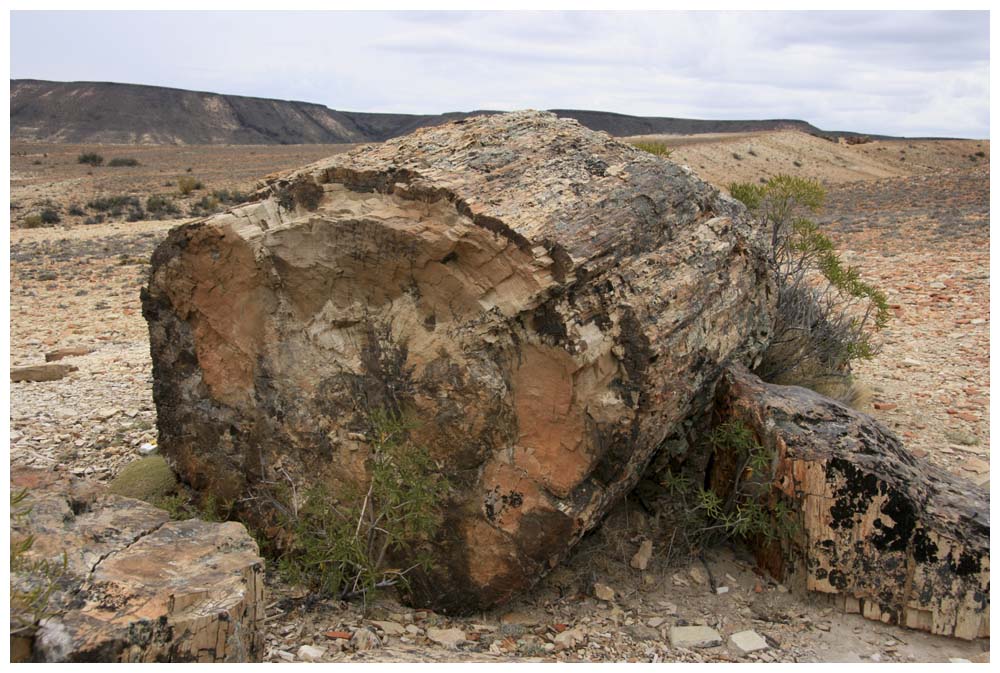  Bosques Petrificados