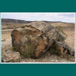 Monumento Natural Bosques Petrificados