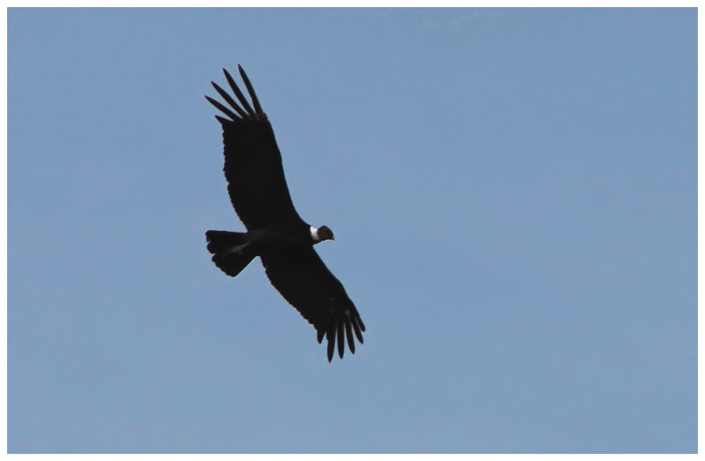 Andenkondor -Vultur gryphus