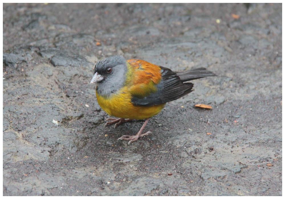 Magellanämmerling - Phrygilus patagonicus