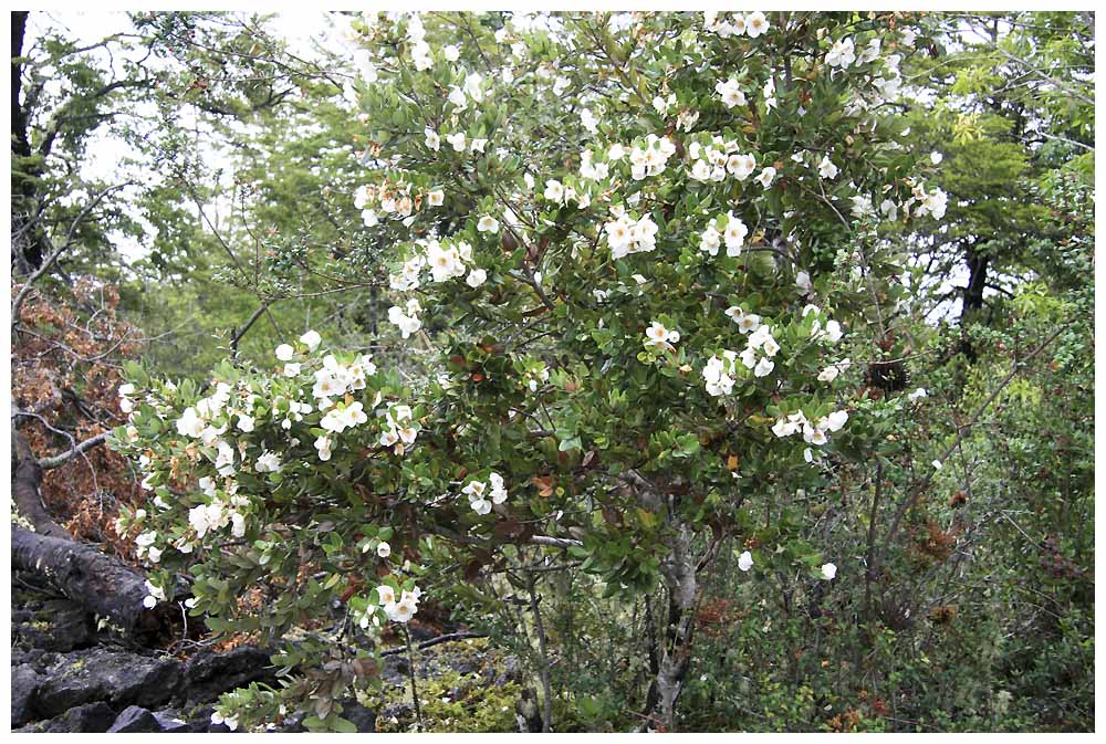 Ulmo - Eucryphia cordifolia