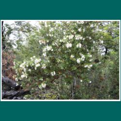 Ulmo - Eucryphia cordifolia