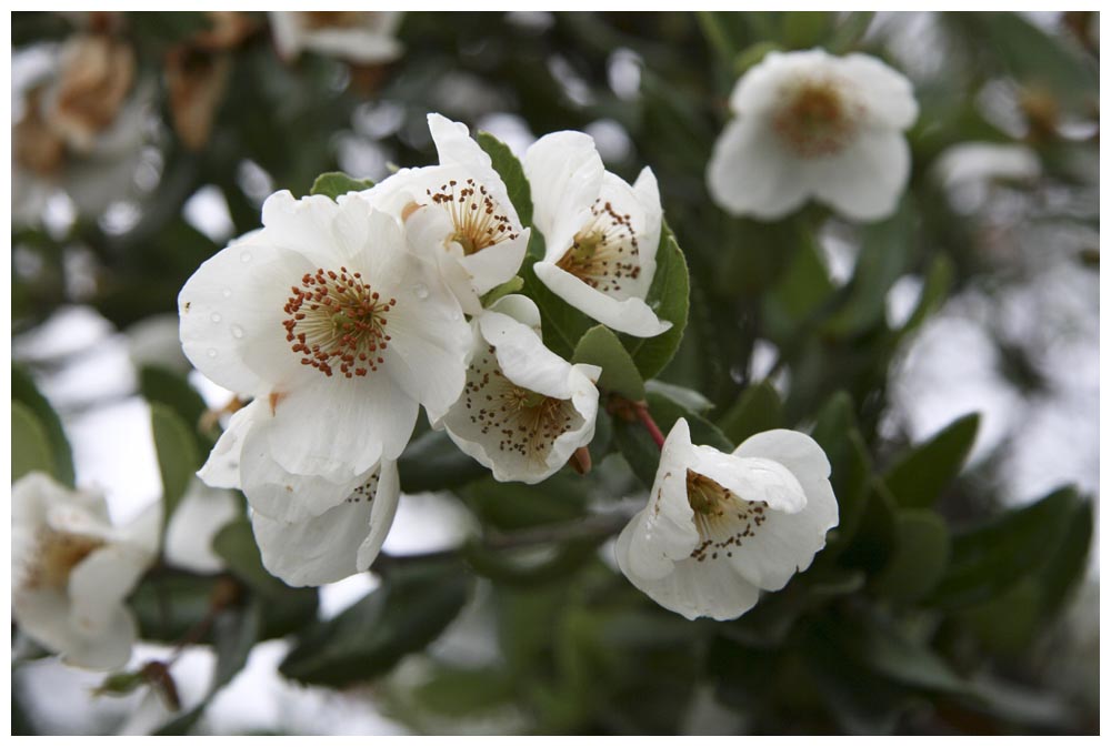 Ulmo - Eucryphia cordifolia