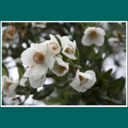 Ulmo - Eucryphia cordifolia