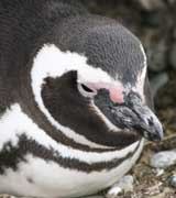 Magellanpinguin