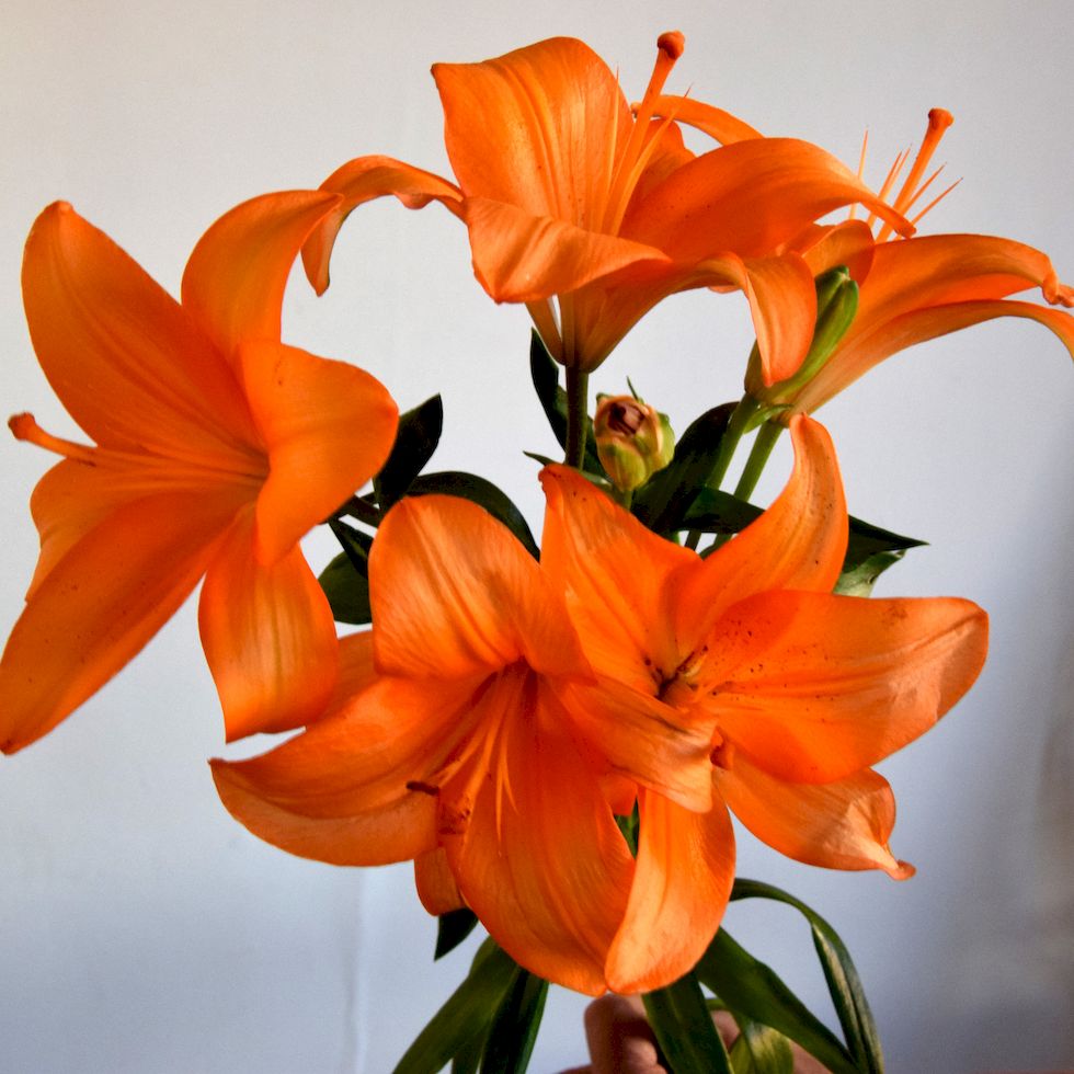 Lilium asiatico