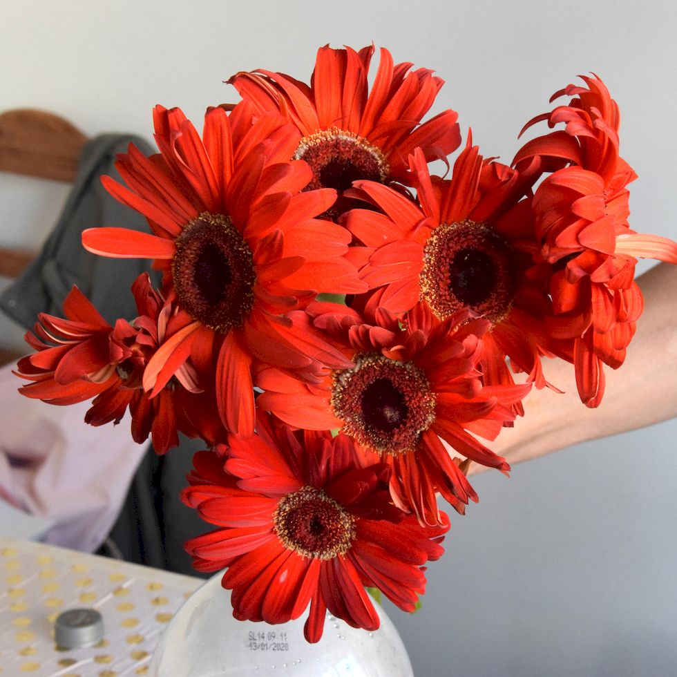 Gerbera