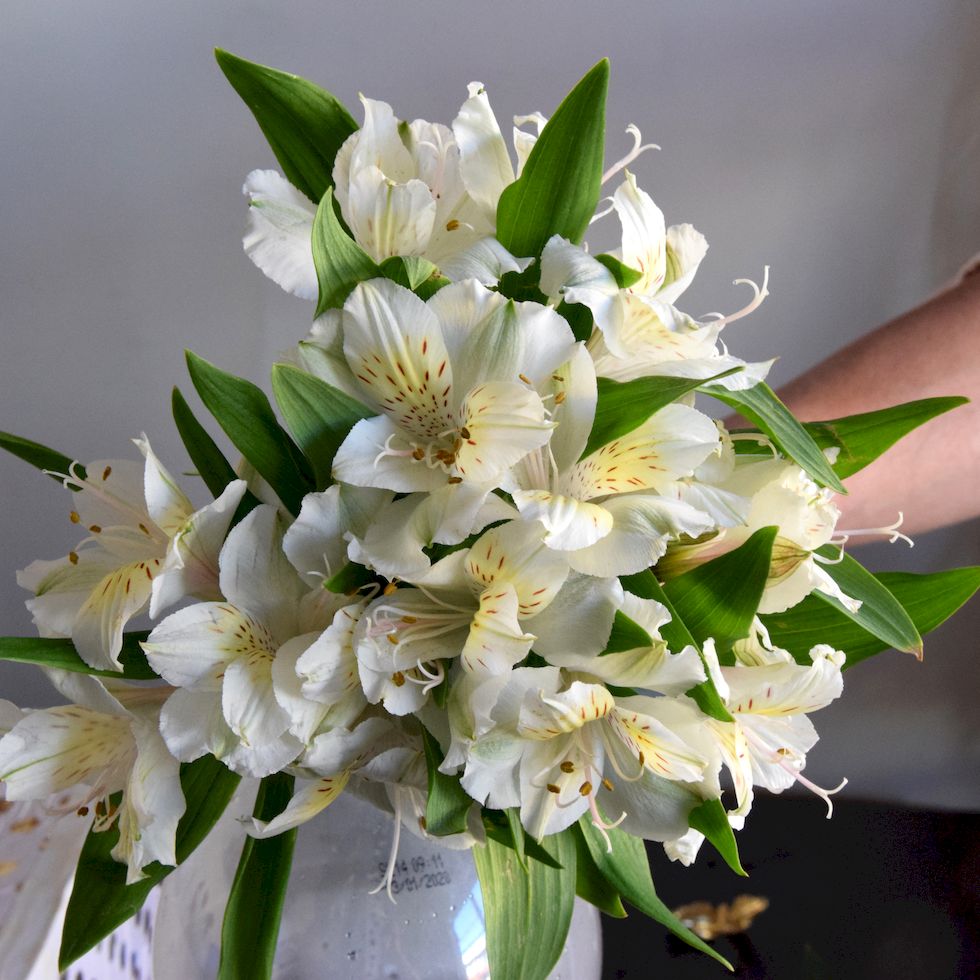 Alstroemeria blanca