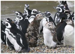 Magellanpinguine bei Puerto San Julian