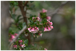 Escallonia alpina, Ñipa beim Chorrillo del Salto