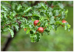 Blätter und Früchte der Lenga, Nothofagus pumilio