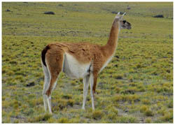 Guanako an der Ruta 40 in der argentinischen Pampa