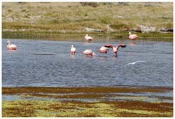 Chileflamingos