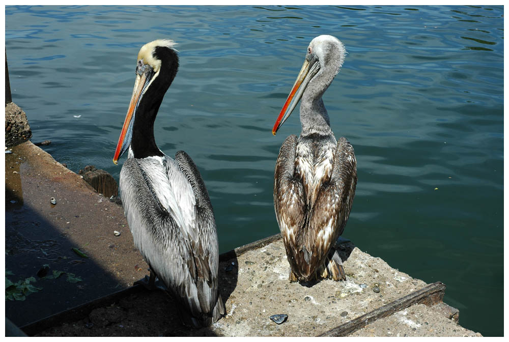 Pelikane am Flussmarkt am Rio Valdivia