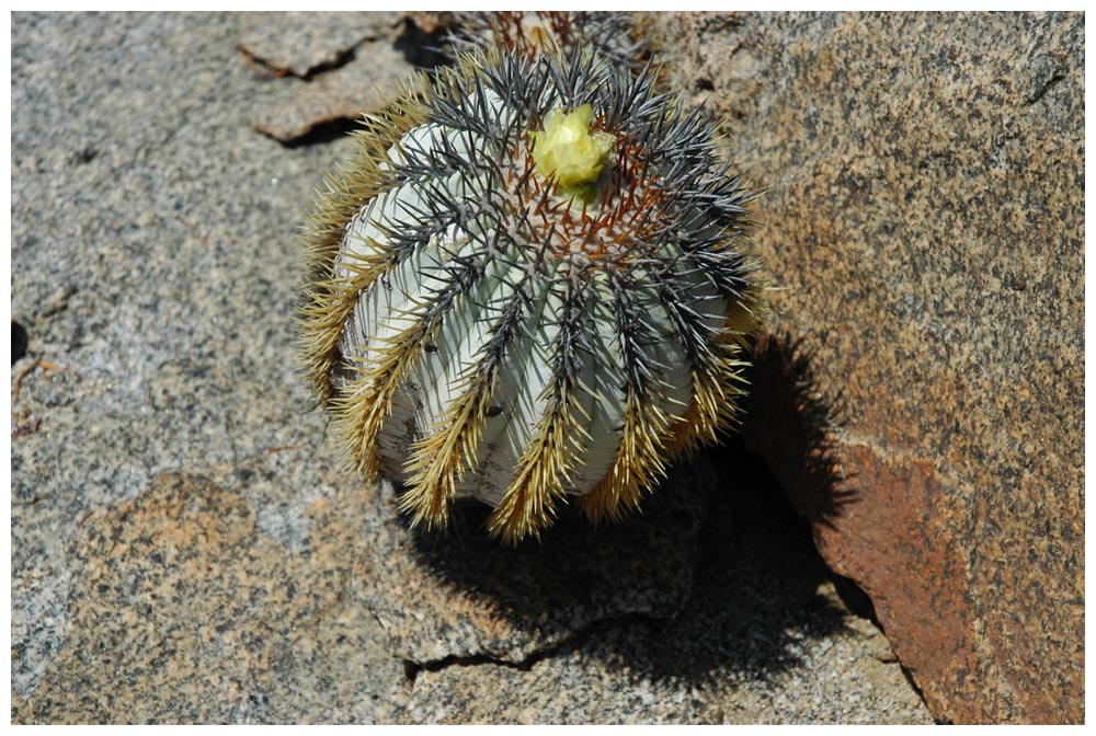 Kaktus in der Atacama
