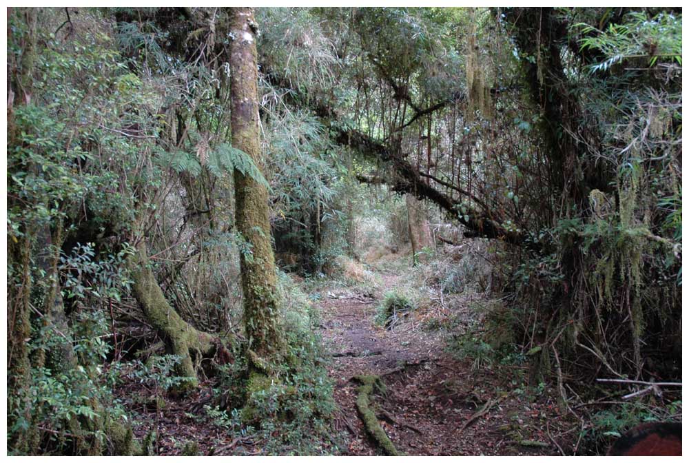 Pfad im Nationalpark Alerce Andino