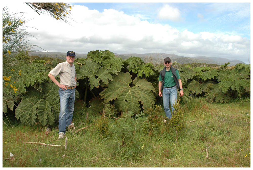 Chiloé - Nalca, Mammutblatt, Gunnera tinctoria