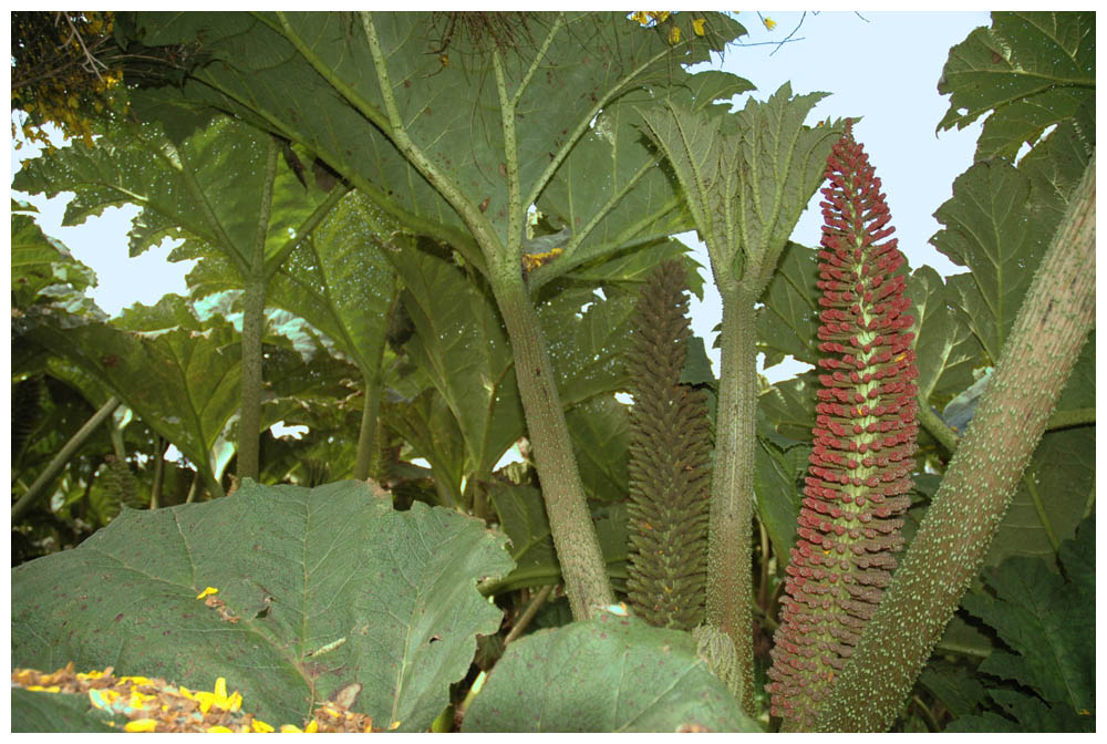 Nalca, Pangue, Riesenrhabarber, Mammutblatt, Gunnera tinctoria