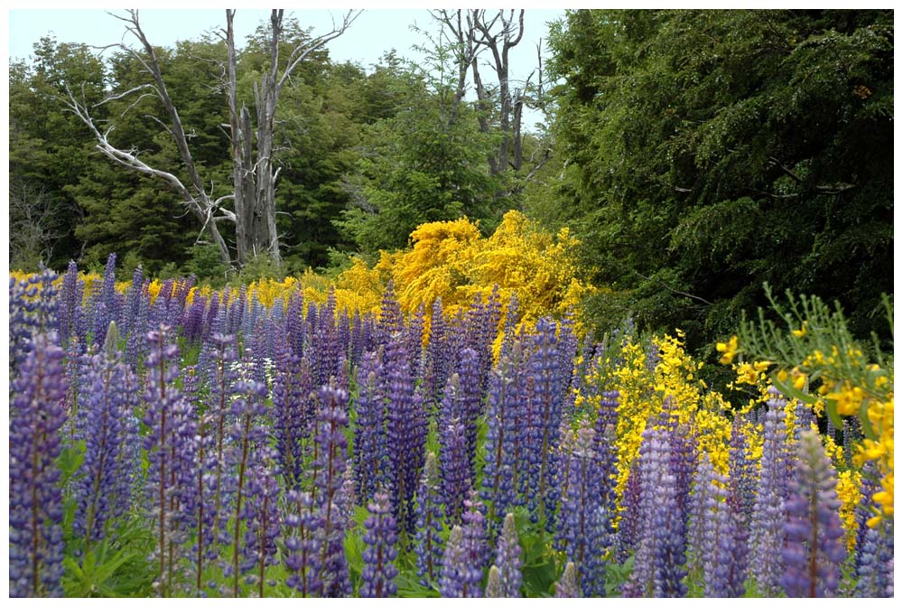 Villa La Angostura, Ginster und Lupinen 