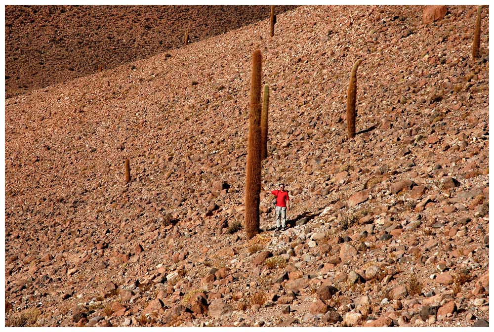 Kakteen im Altiplano