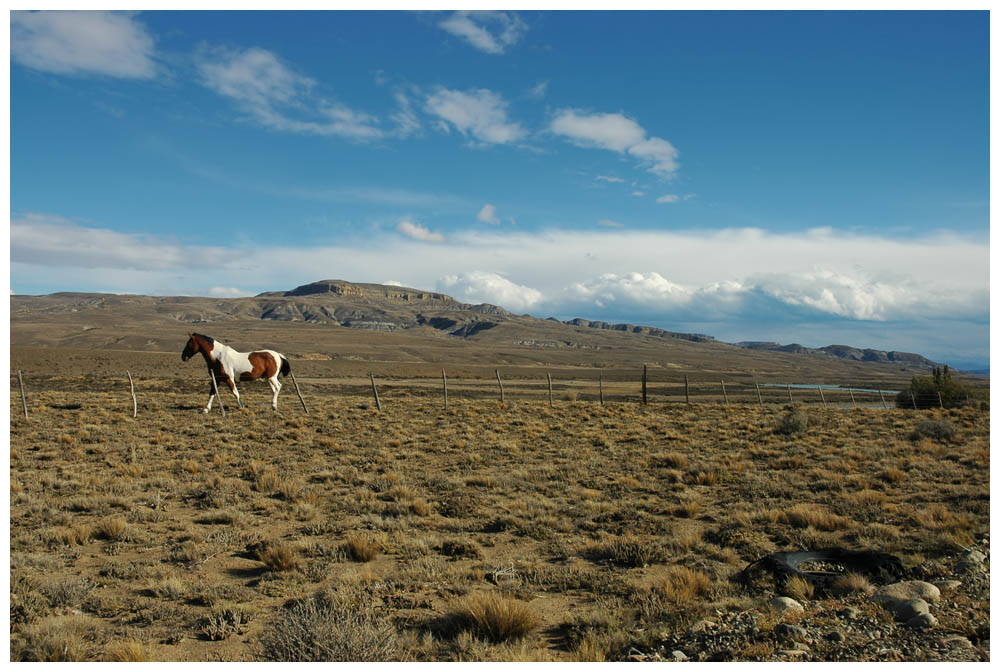 Ruta 40 - Einsames Pferd in der Pampa