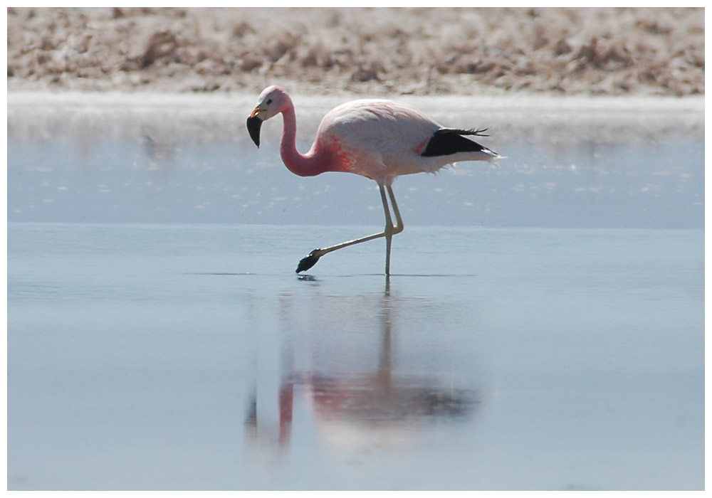 Andenflamingo im Salar de Atacama