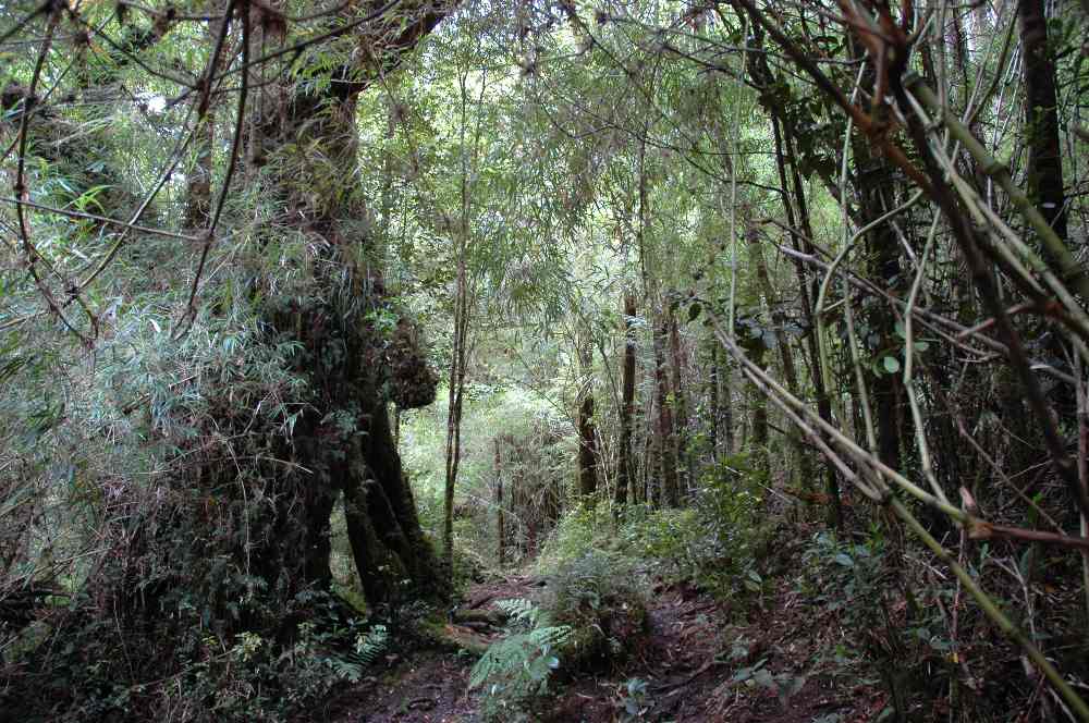 Parque Nacional Alerce Andino