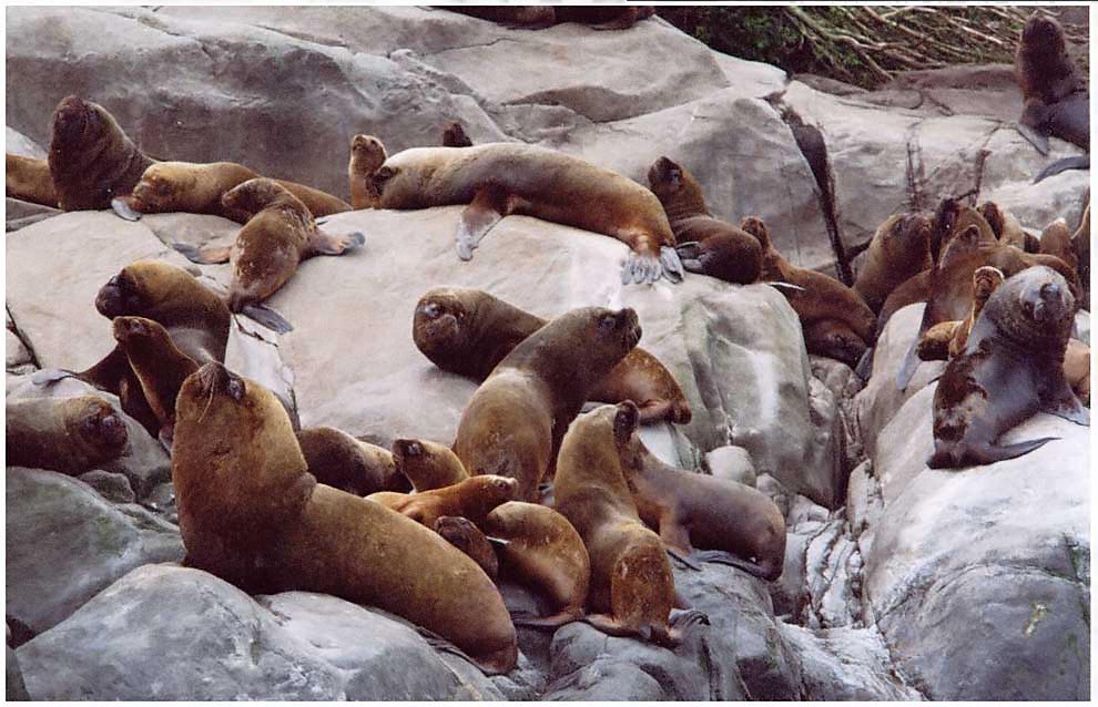 Seelöwen bei Caleta La Arena, Lobos marinos