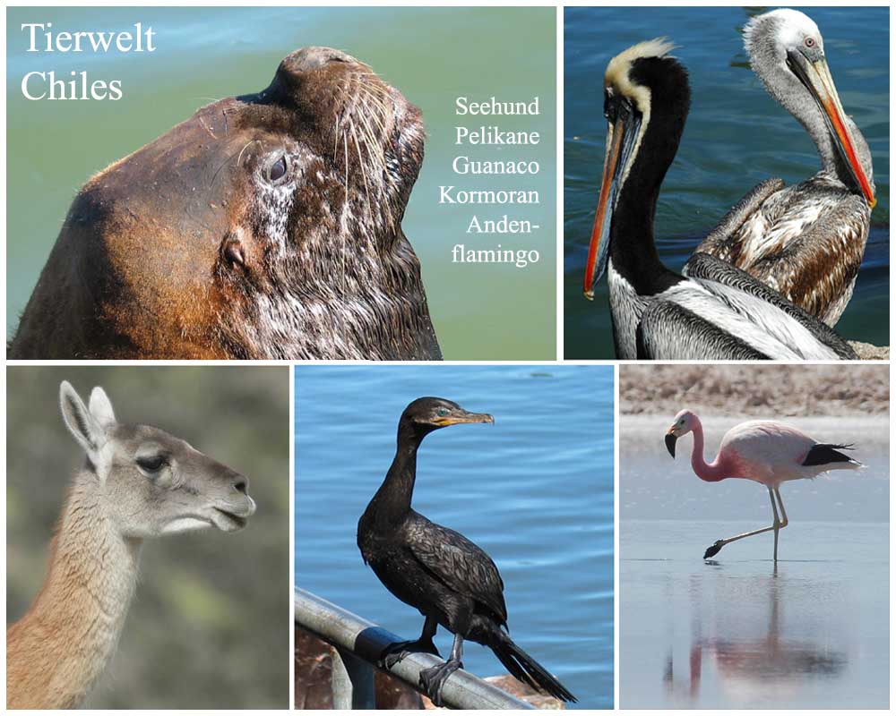 Fotocollage chilenische Tierwelt: