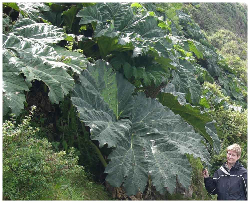 Nalca, Mammutblatt, Gunnera tinctoria