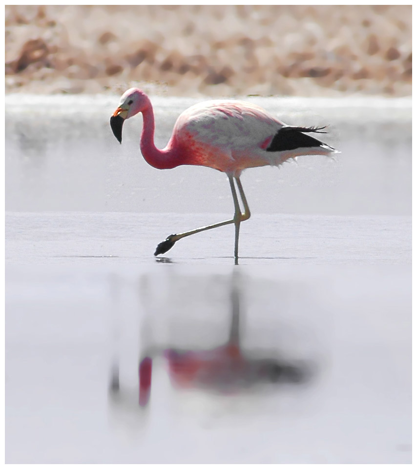 Phoenicopterus andinus, Andenflamingo