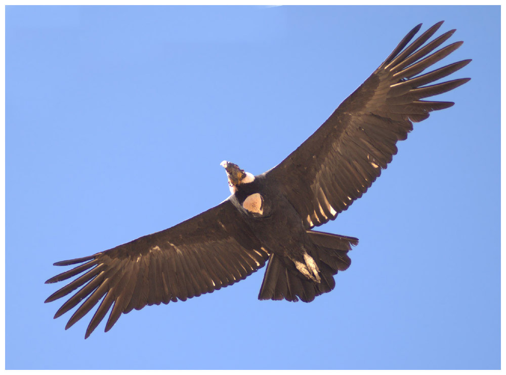 Andenkondor, Vultur gryphus