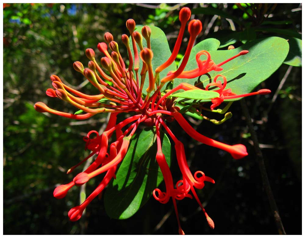 Notro oder Ciruelillo, Embothrium coccineum, Chilenischer Feuerbusch