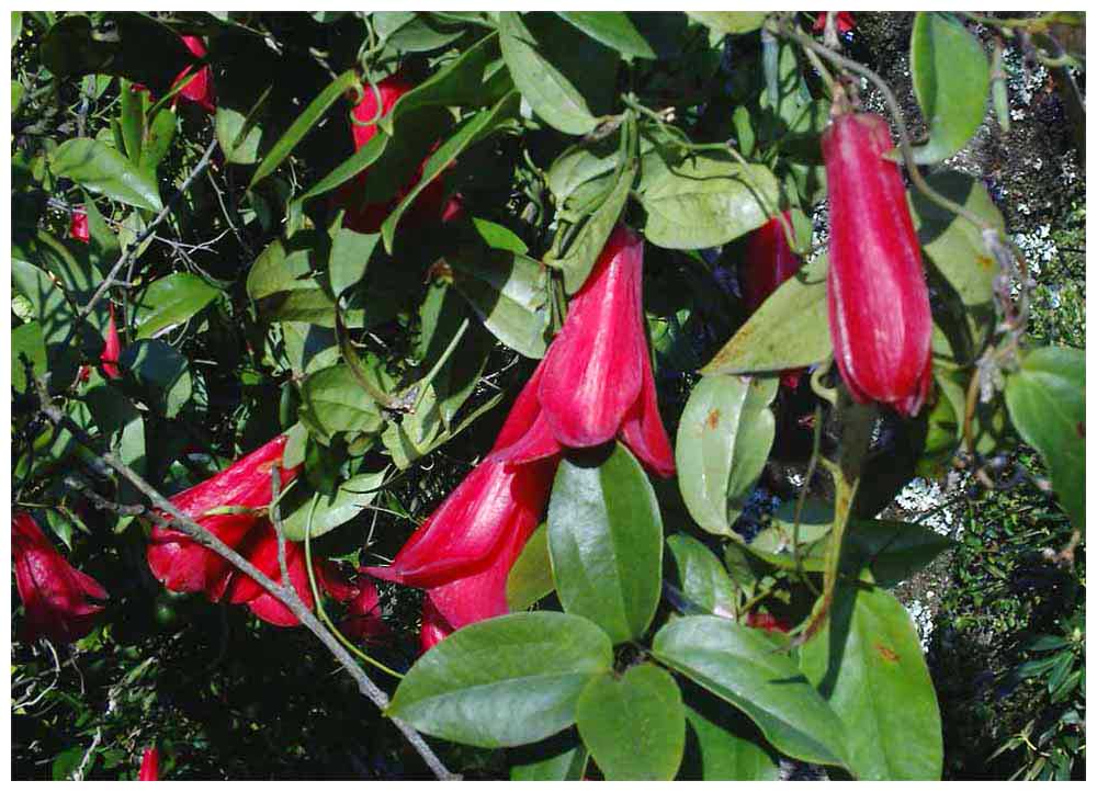  Copihue oder Chilenische Wachsglockenblume, Lapageria rosea