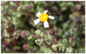 Chamiza blanca, Bahia ambrosioides, im Nationalpark Pan de Azúcar am Weg zu Las Lomitas