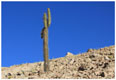 Riesenkaktus neben der Straße von Arica nach Putre (Cardón gigante, Echinopsis atacamensis)