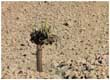 Kandelaberkaktus, Cactus candelabro, Browningia candelaris neben der Straße von Arica nach Putre