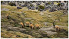 Bofedal im Lauca Nationalpark