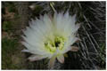 Nationalpark La Campana, Cisco costeroTrichocereus chiloensis ssp. litoralis, Synonym: Echinopsis chiloensis