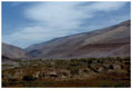 Oase in der Atacamawüste vor Arica