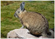 Viscacha, Cuvier-Hasenmaus, Lagidium viscacia