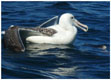 Isla Choros, Albatros