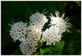 Ageratina glechonophylla, Barba de Viejo, Barbón